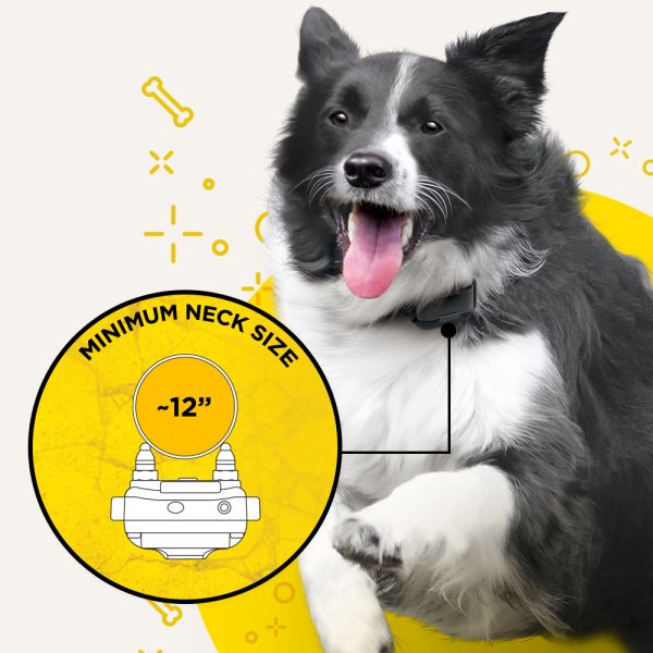 Dogtra iQ Plus | Dog Training Outlet